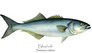 Blue Fish