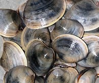 Live Us Clam In Bag
